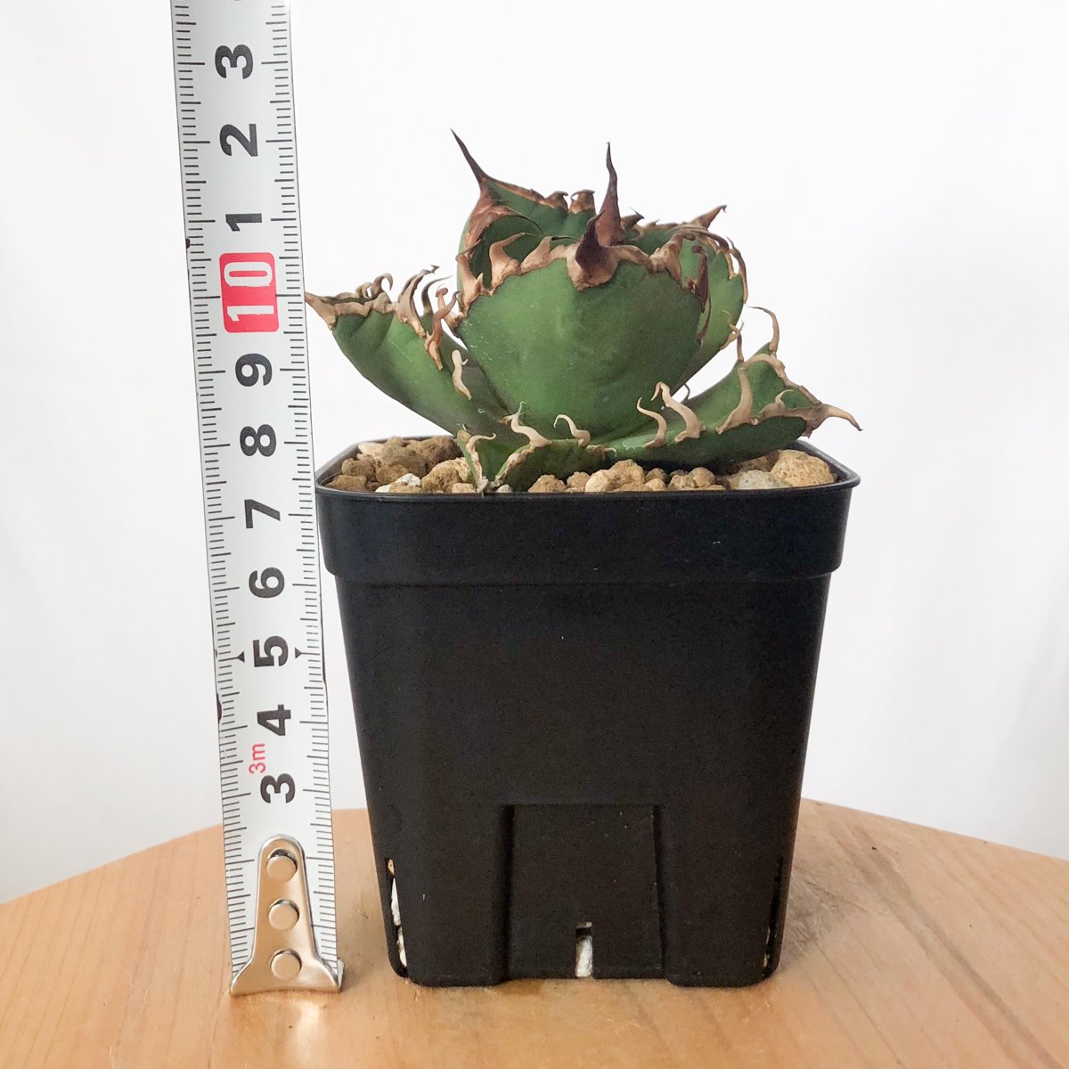 アガベ チタノタ シーザー 美株 OC株 Agave titanota Caesar 多肉植物