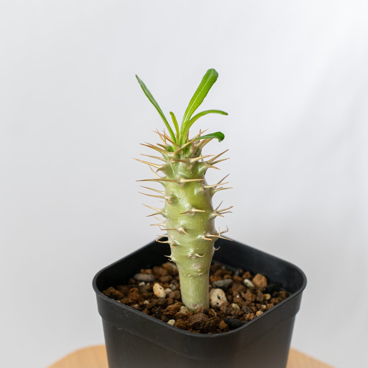 パキポディウム アンボンゲンセ Pachypodium ambongense パキポディウム アンボンゲンセ 001【開花実績あり】 Pachypodium