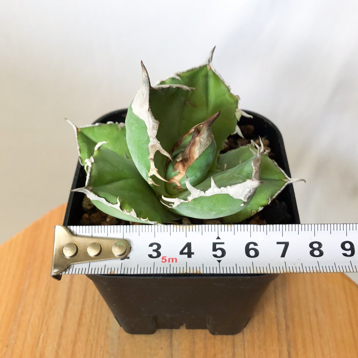 アガベ チタノタ 白犀牛 【発根管理中】シロサイ TC株 Agave titanota
