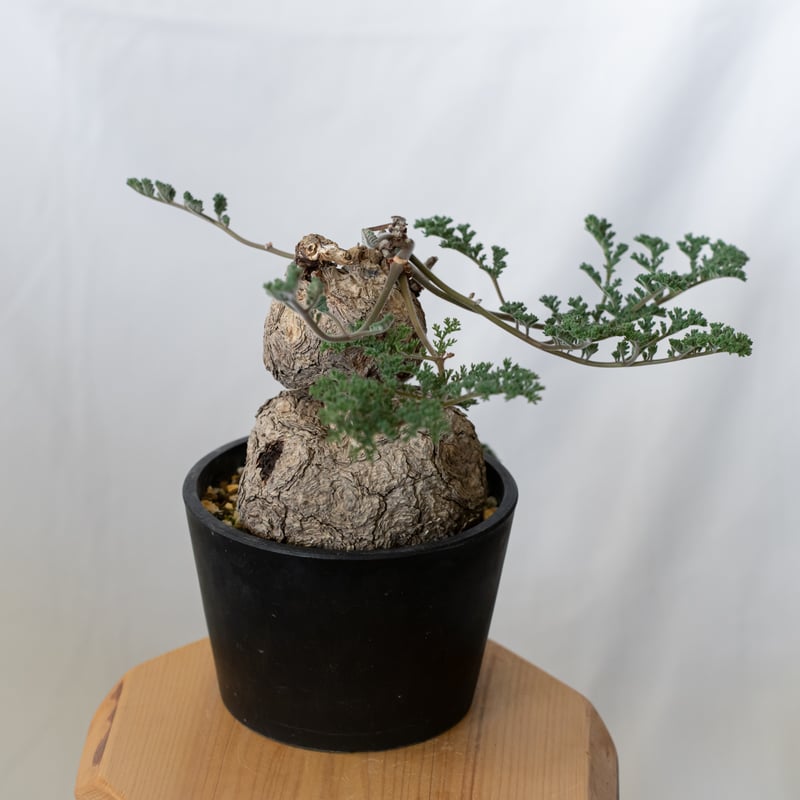 ペラルゴニウム トリステ 大株 美株 Pelargonium triste 多肉植物 珍奇