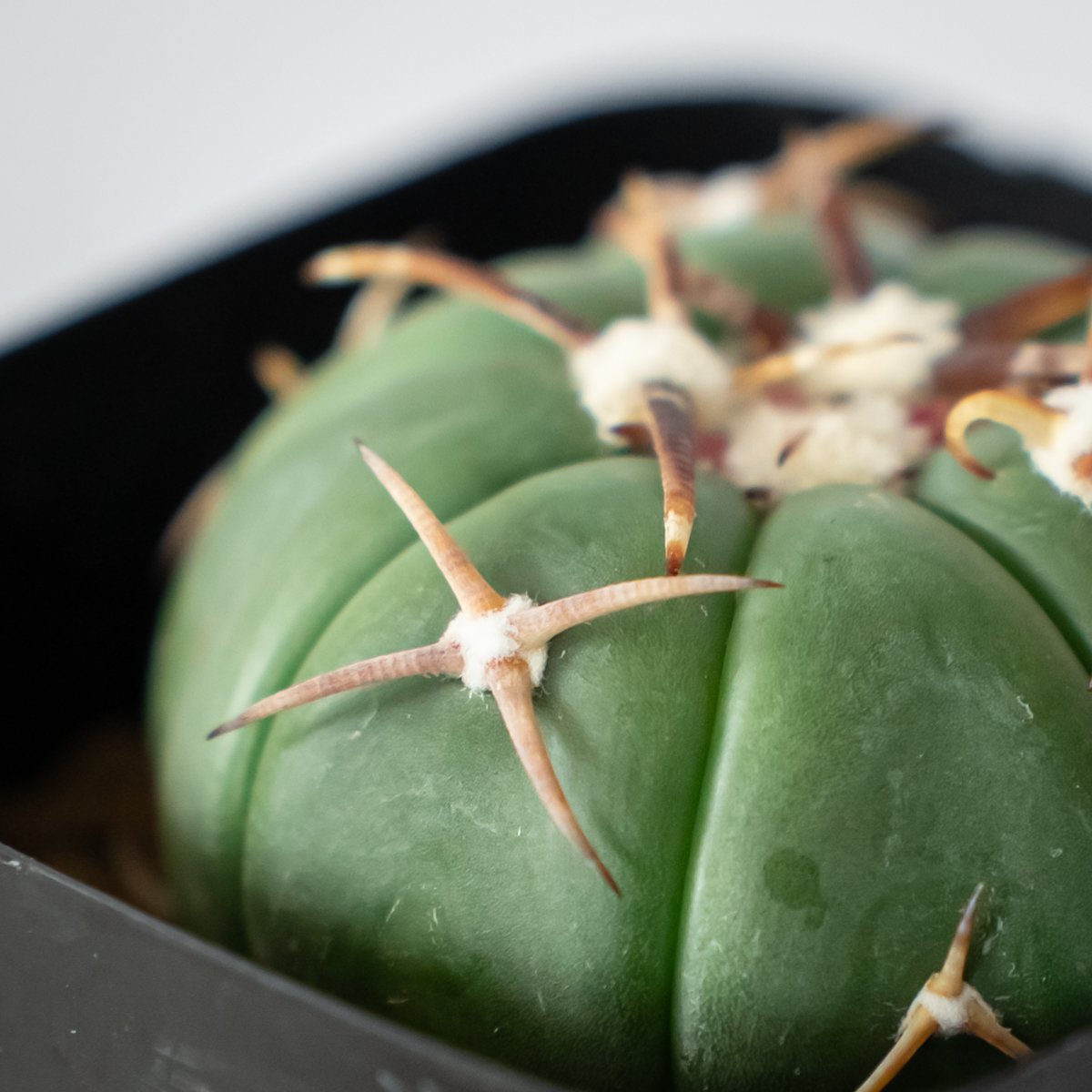 翠平丸　実生 エキノカクタス 白刺翠平丸 実生 美株 Echinocactus horizonthaloni