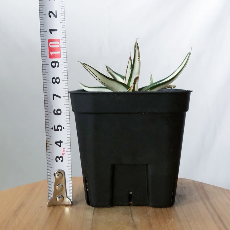 アガベ 氷山 白中斑【発根管理中】TC株 Agave victoriae-reginae Hy