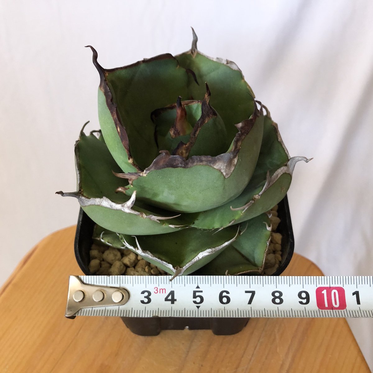 アガベ チタノタ 純血ジャガーノート 美株 OC株 Agave titanota Jugger