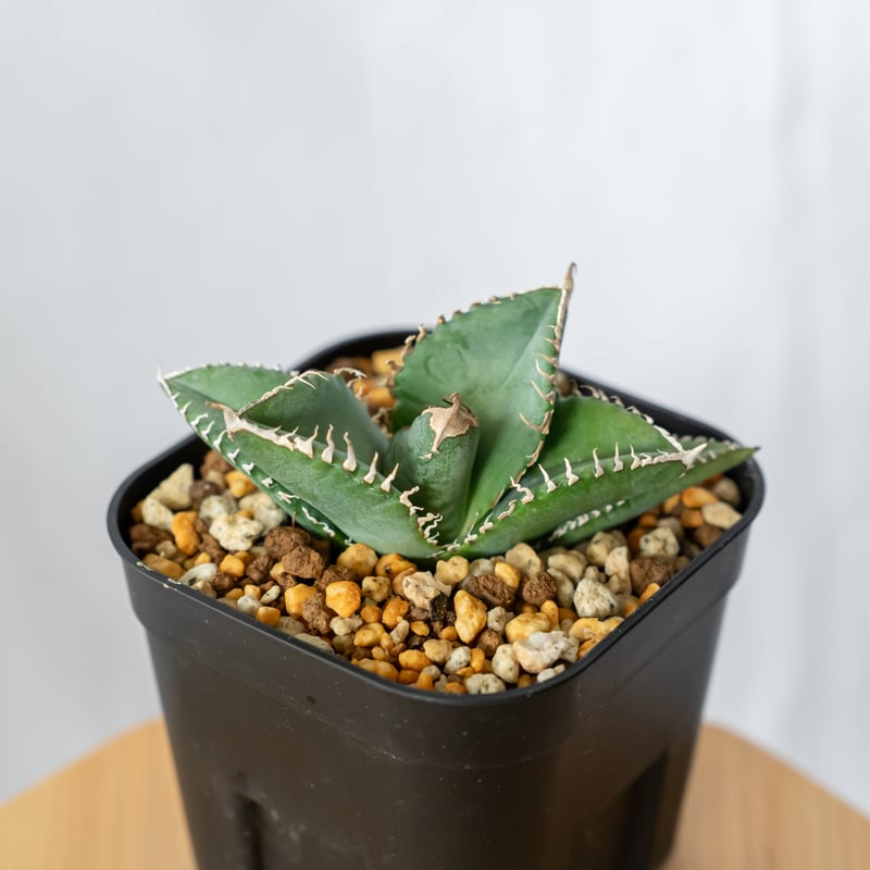 アガベ チタノタ 悪魔くん【発根管理中】TC株 Agave titanota 多肉植物