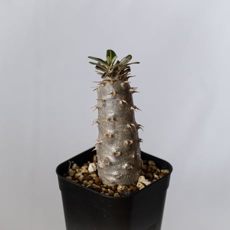 パキポディウム カクチペス 実生 pachypodhium rosulatum var. cactipes 塊根植物 コーデックス 多肉植物 珍奇植物 静岡 ANTIDOTE 通販 S1418