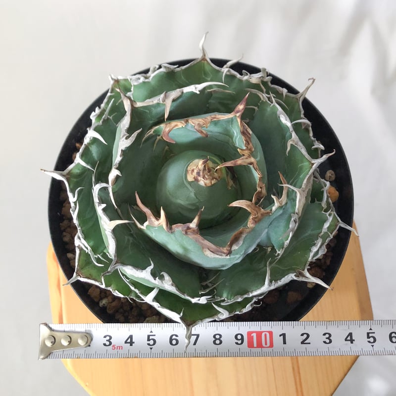 アガベ チタノタ 白鯨 特大株 OC株 Agave titanota White Whale