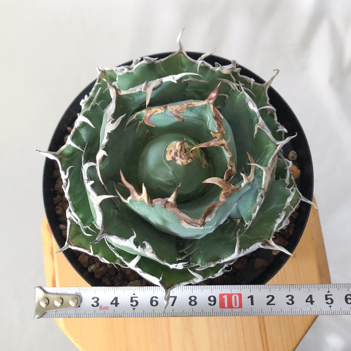 アガベチタノタ　白鯨　大株 白鯨 アガベ・チタノタ（Agave titanota）抜き苗 大株 アガベ 白鯨 大