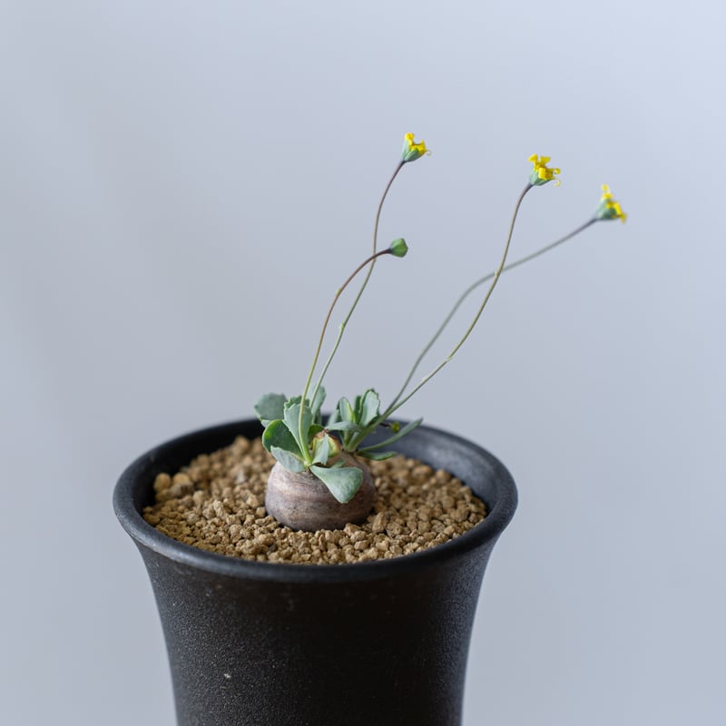 オトンナ カカリオイデス Othonna cacalioides 塊根植物 コーデックス