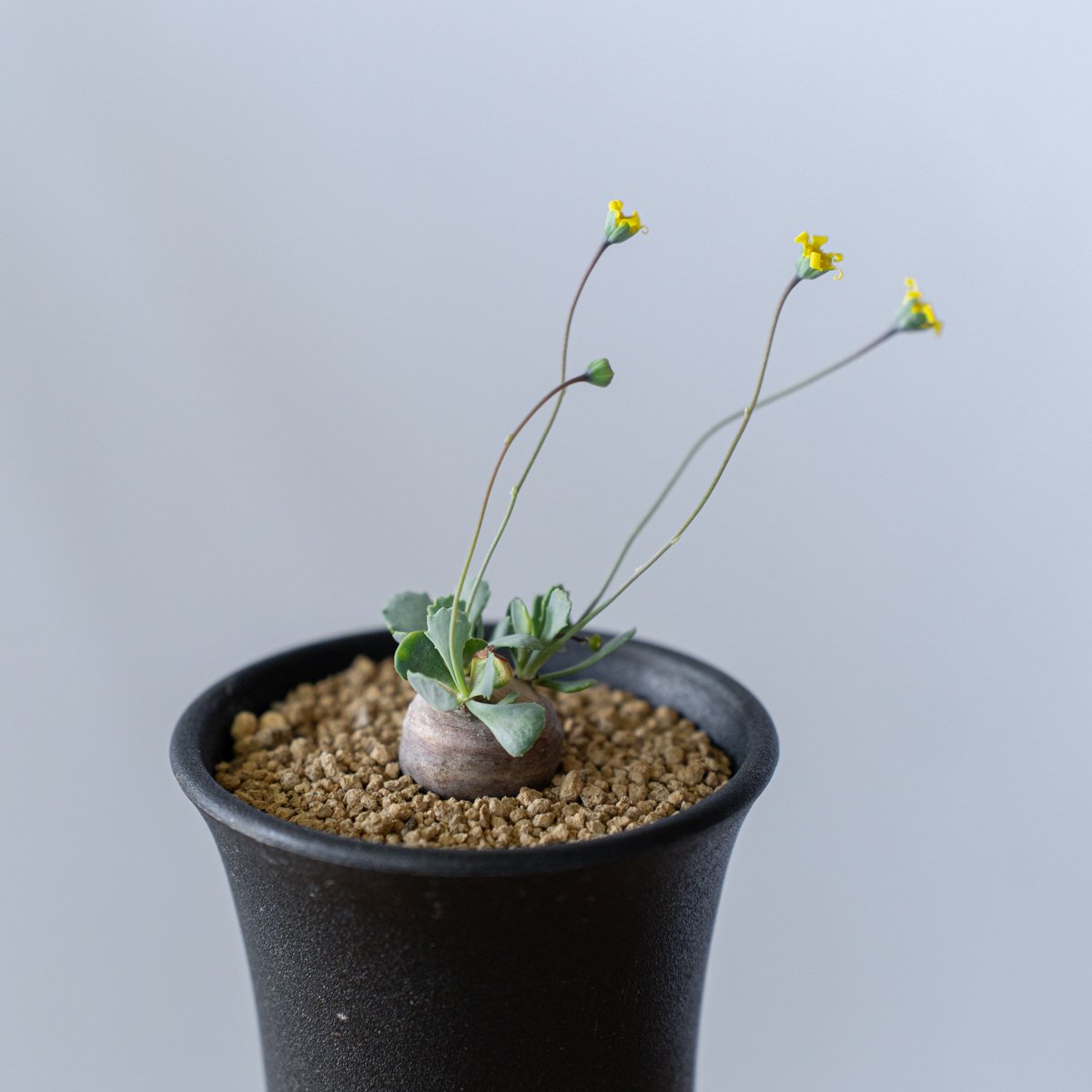 オトンナ カカリオイデス Othonna cacalioides 塊根植物 コーデックス