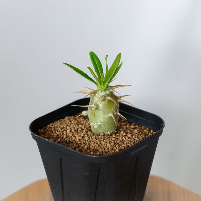 パキポディウム アンボンゲンセ 実生 Pachypodium ambongense 塊根植物