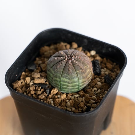 ユーフォルビア オベサ 実生 Euphorbia obesa 多肉植物 珍奇植物 静岡 ANTIDOTE 通販 S1225