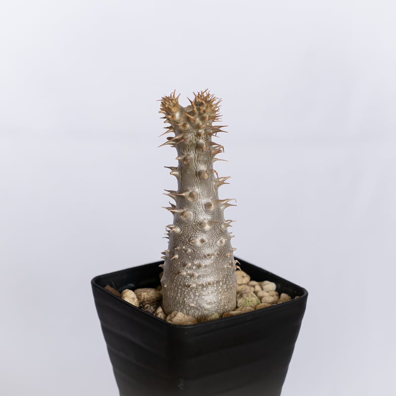 パキポディウム マカイエンセ 実生 pachypodhium makayense 魔界玉 塊根