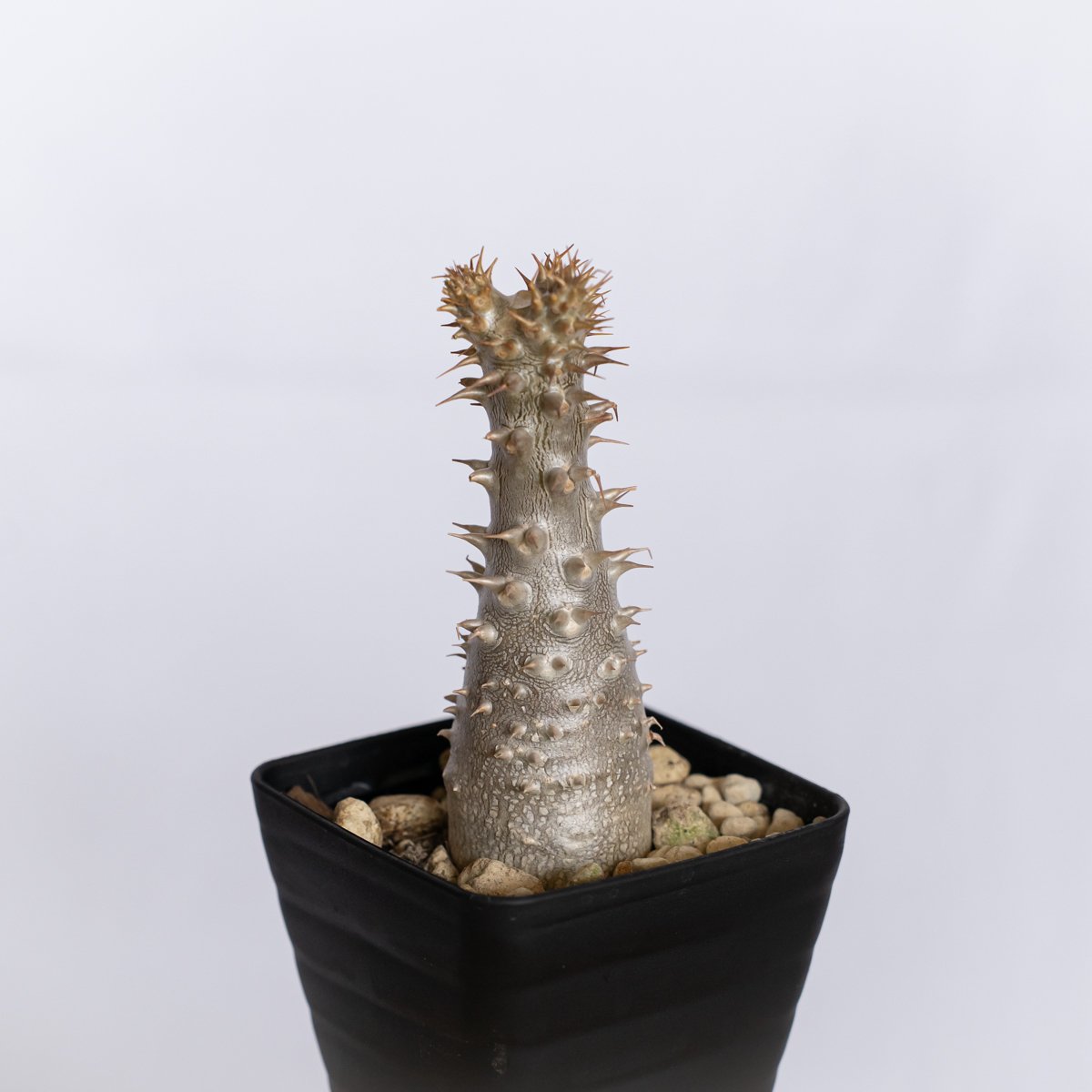 パキポディウム マカイエンセ　実生　魔界玉　　Pachypodium 塊根植物 パキポディウム マカイエンセ 実生 pachypodhium makayense 魔界玉 塊根