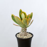 ユーフォルビア ポイゾニー錦  Euphorbia poissonii 多肉植物 珍奇植物 静岡 ANTIDOTE 通販 S632