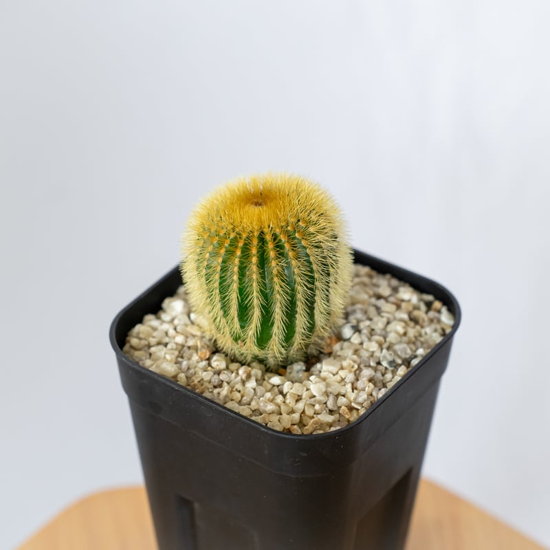 ユーベルマニア エリオカクトイデス 美株 実生 Uebelmannia pectinifera