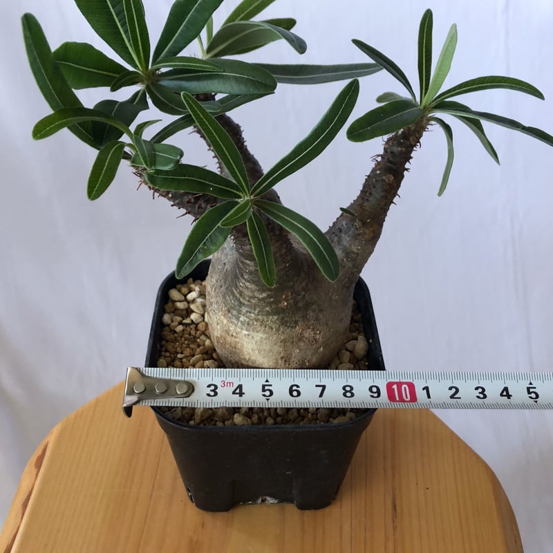 パキポディウム グラキリス pachypodhium Gracilius 塊根植物 パキポディウム グラキリス pachypodhium Gracilius 塊根植物