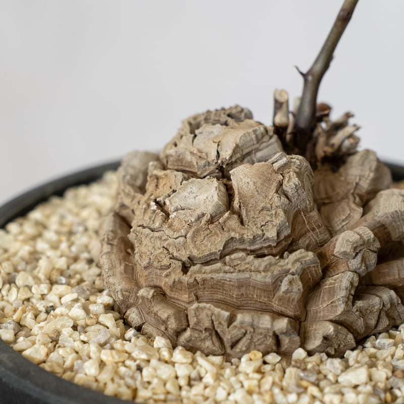 亀甲竜 ディオスコレア・エレファンティペス 大株 Dioscorea