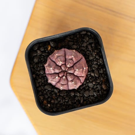 ギムノカリキウム デイドリーム 実生 Gymnocalycium Daydream サボテン 多肉植物 珍奇植物 静岡 ANTIDOTE 通販 S1147
