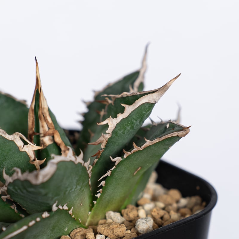 アガベ チタノタ 狼人 OC株 Agave titanota Werewolf 多肉植物 珍