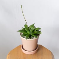 ハオルチア 鉢セット Haworthia 多肉植物 珍奇植物 静岡 ANTIDOTE 通販 S1336