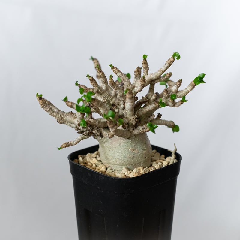 アデニウム アラビカム ドーセットホーン 獅子葉 輸入実生 Adenium