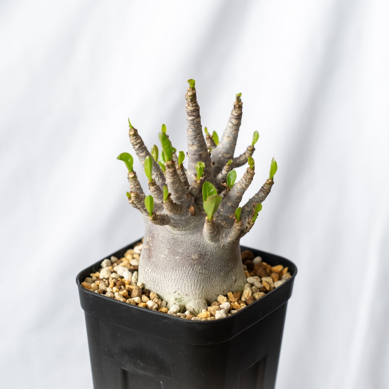アデニウム アラビカム ブラックスキン【発根管理中】Adenium