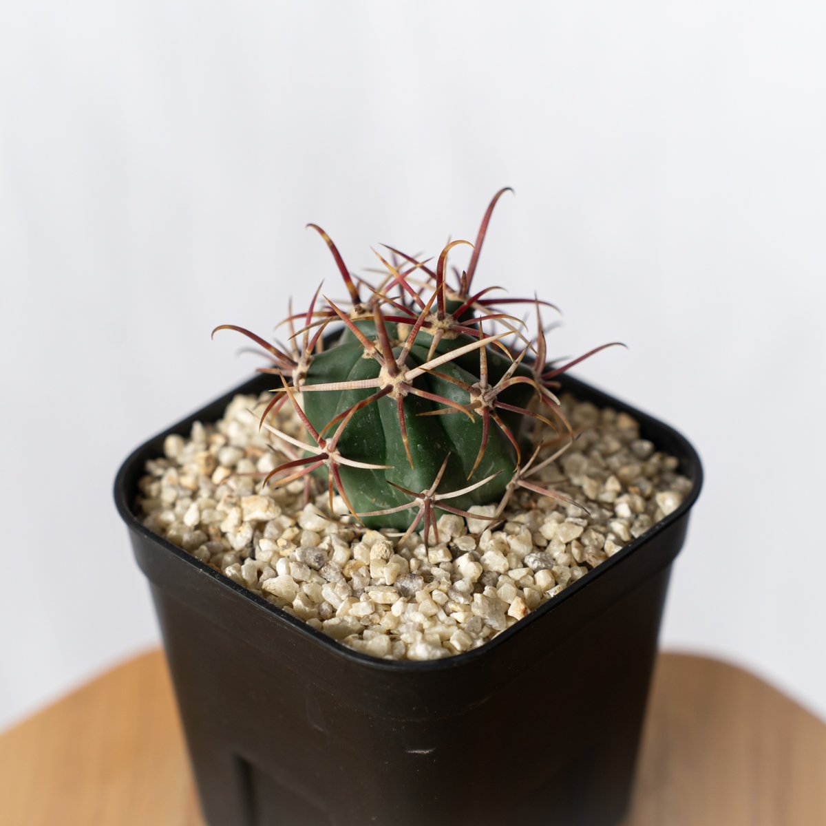 フェロカクタス 神仙玉 実生 美株 Ferocactus coloratus
