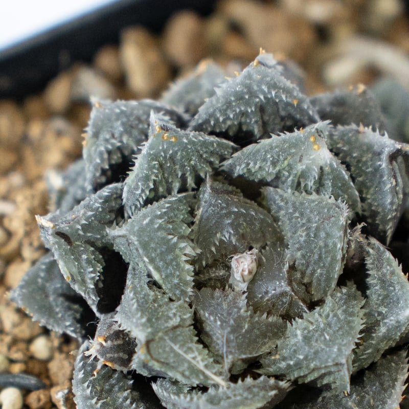 新入荷】ハオルチア 韓国苗 魔剣 多肉植物 ポコ多肉 p_6211