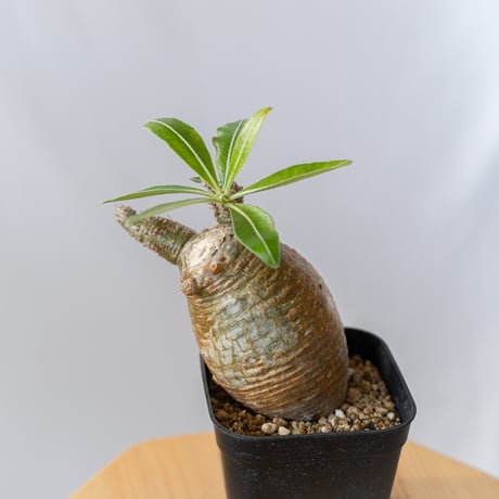 STORES 塊根植物の検索結果 STORES 塊根植物の検索結果