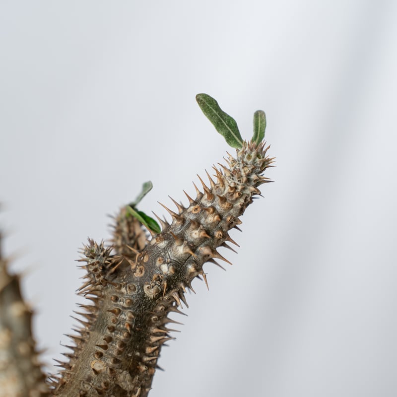 ホロンベンセ　現地球 パキポディウム ホロンベンセ 現地球 Pachypodium horombense 塊根植物