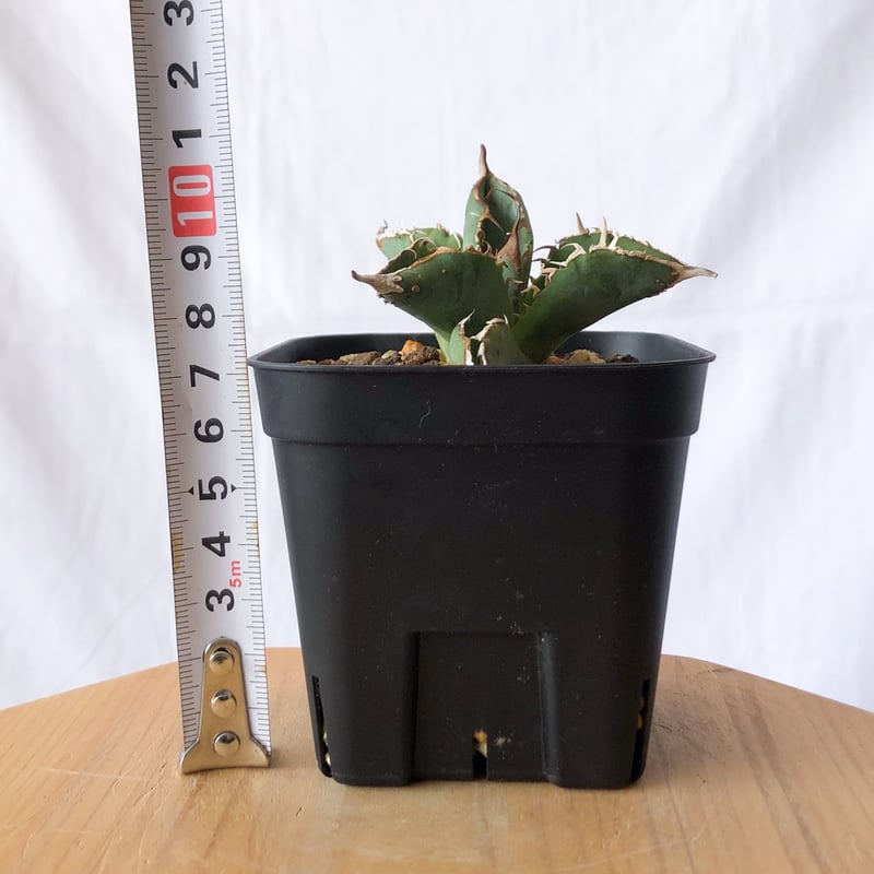 アガベ チタノタ ブツブツノーネーム TC株【発根管理中】Agave