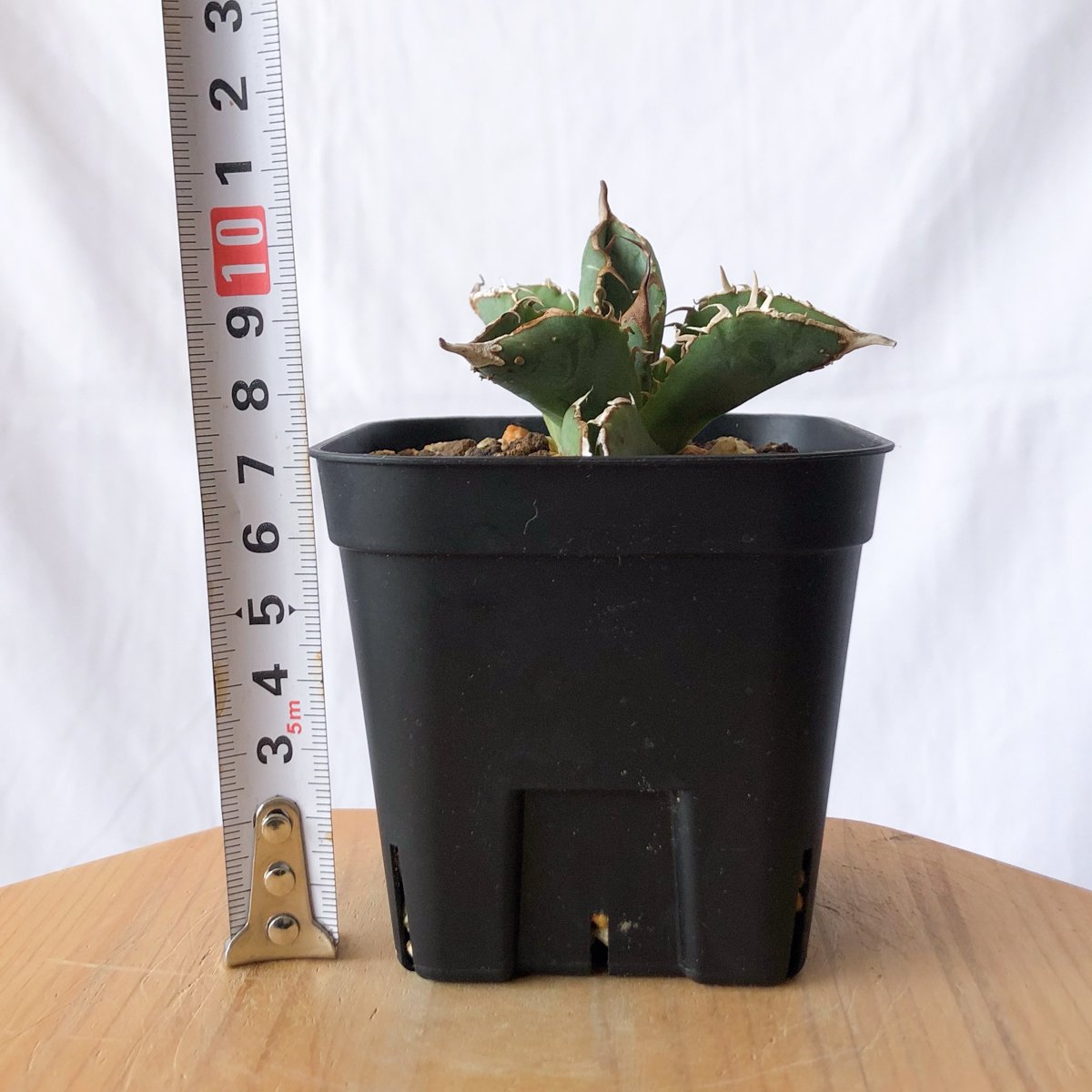 アガベ チタノタ ブツブツノーネーム TC株【発根管理中】Agave