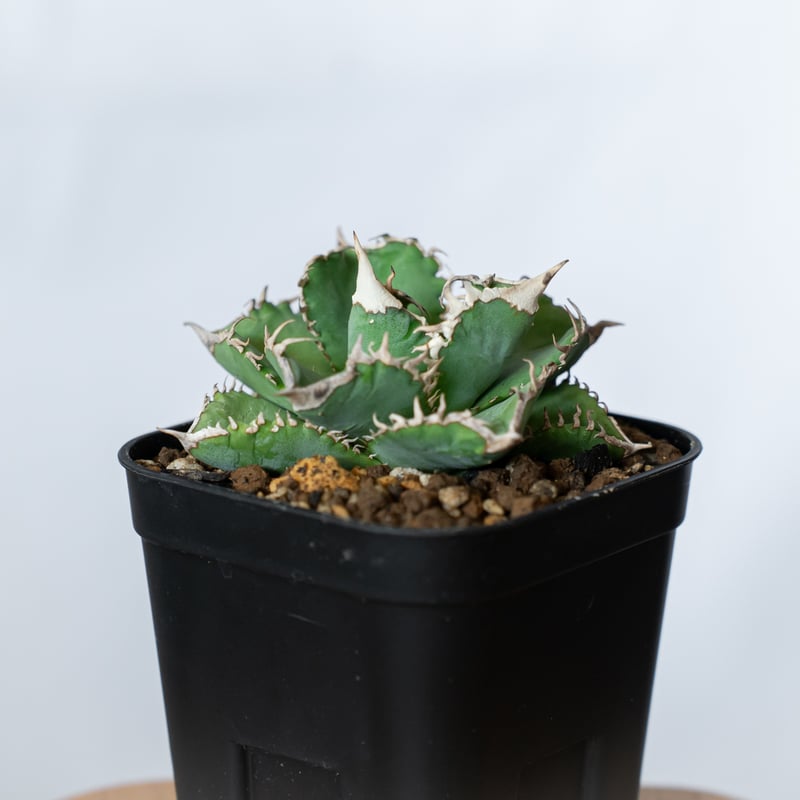アガベ チタノタ 白豪刺【発根管理中】 Agave titanota TC株 多肉植物