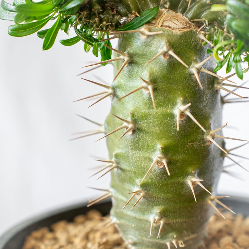 パキポディウム ラメリー 綴化 接木 美株 Pachypodium lamerei f. cr