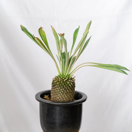 鉄甲丸 ユーフォルビア ブプレウリフォリア 実生 雌株 Euphorbia bupleurifolia 多肉植物 珍奇植物 静岡 ANTIDOTE 通販 S532