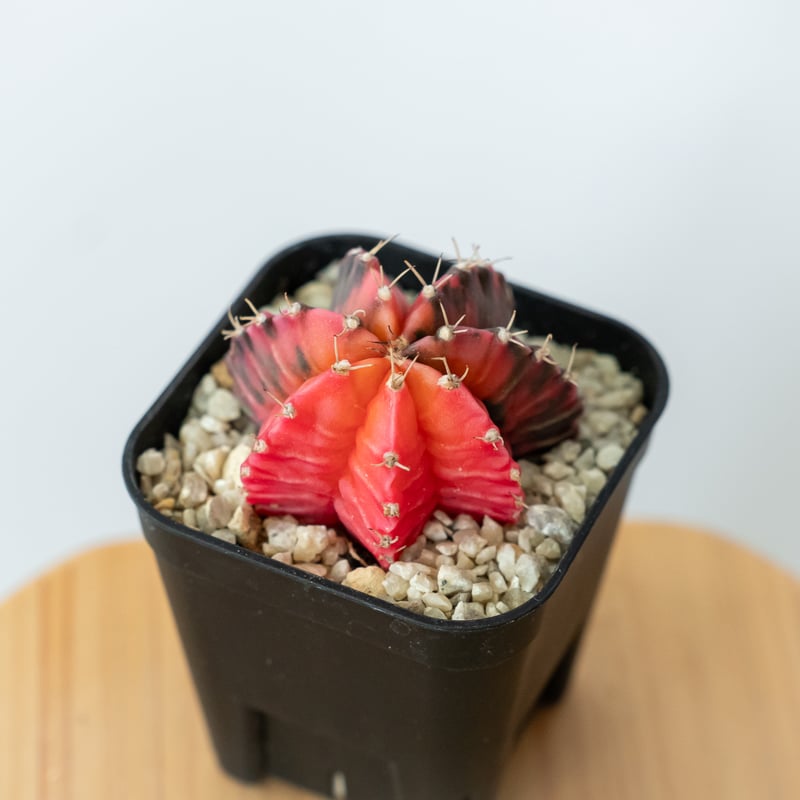 ギムノカリキウム ミハノビッチ 実生 緋牡丹錦 ヒボタンニシキ