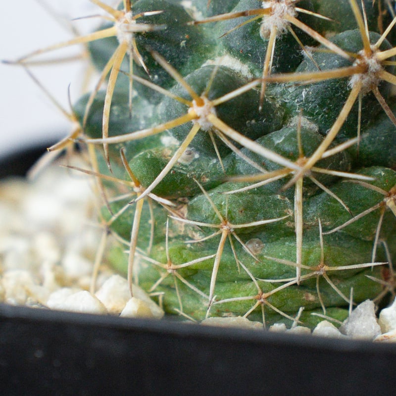 コリファンタ 象牙丸 実生 Coryphantha elephantidens サボテン 多肉