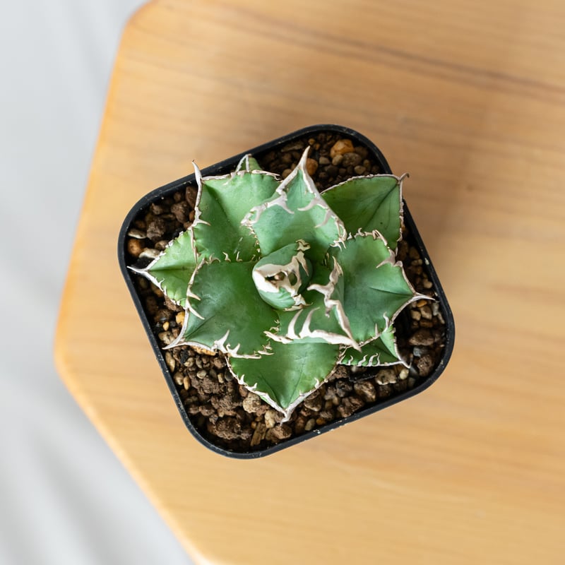 アガベ 白豪刺 子株多数 TC株 Yahoo!オークション - 白毫刺 TC株 子株 agave titanota アガベ チタノ