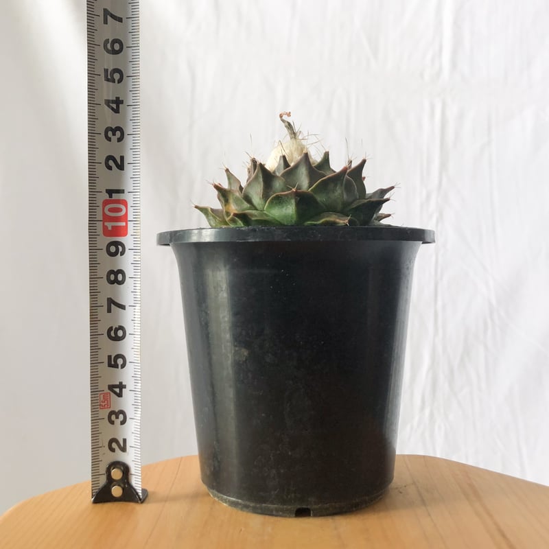 オブレゴニア デニグリー 帝冠錦 実生 美株 斑入り Obregonia denegrii