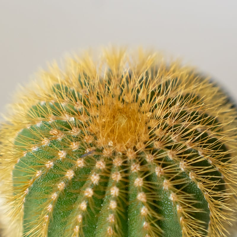 ユーベルマニア エリオカクトイデス 美株 実生 Uebelmannia pectinifera