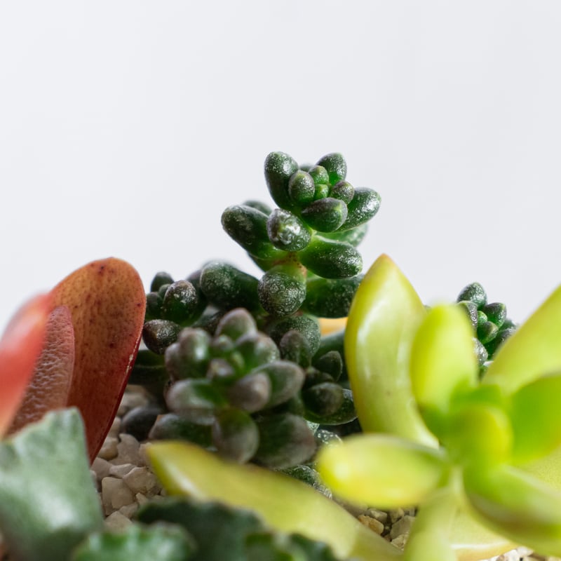 多肉植物 寄せ植え 鉢セット インテリア 多肉植物 観葉植物 珍奇植物