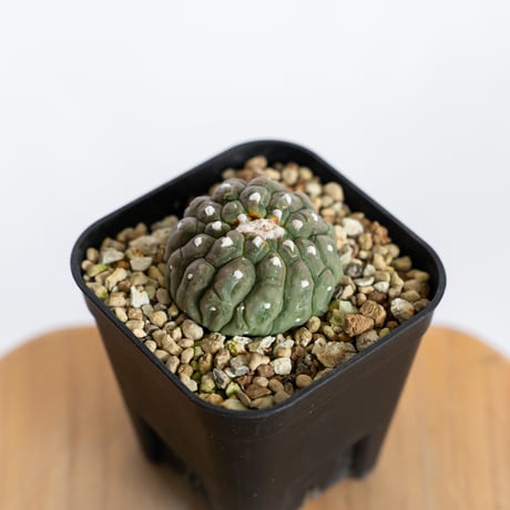 アストロフィツム 亀甲兜 リザードスキン 綴化 実生 Astrophytum