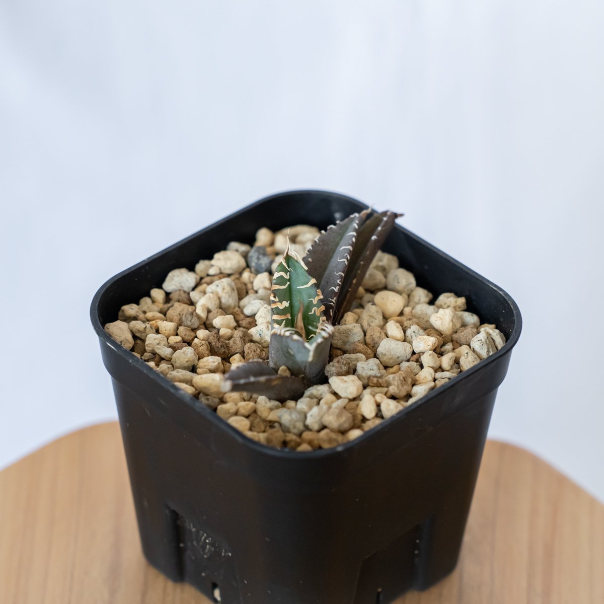 アガベ チタノタ 白幽霊 agave titanota white ghost 多肉植物 珍奇