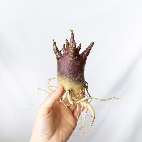 アデニウムアラビカム | STORES