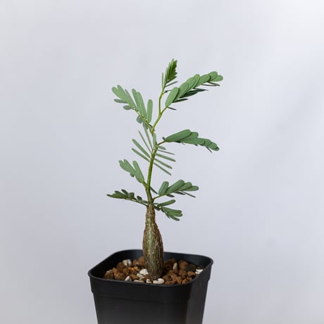 センナ メリディオナリス 実生 Senna Meridionalis 灌木コーデックス 塊根植物 多肉植物 珍奇植物 静岡 ANTIDOTE 通販 S1494