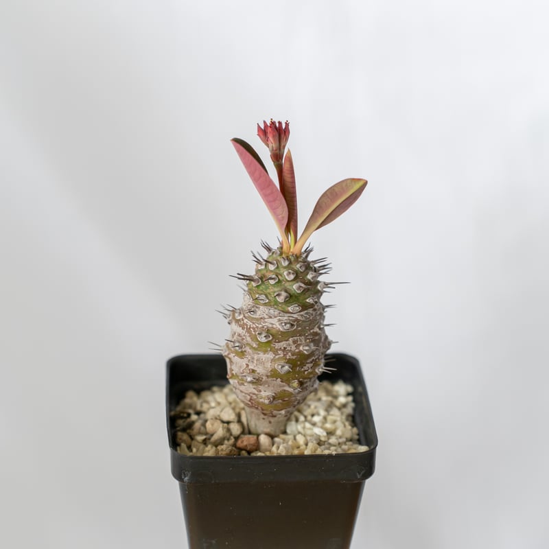 ユーフォルビア パキポディオイデス 美株 Euphorbia pachypodioides 多