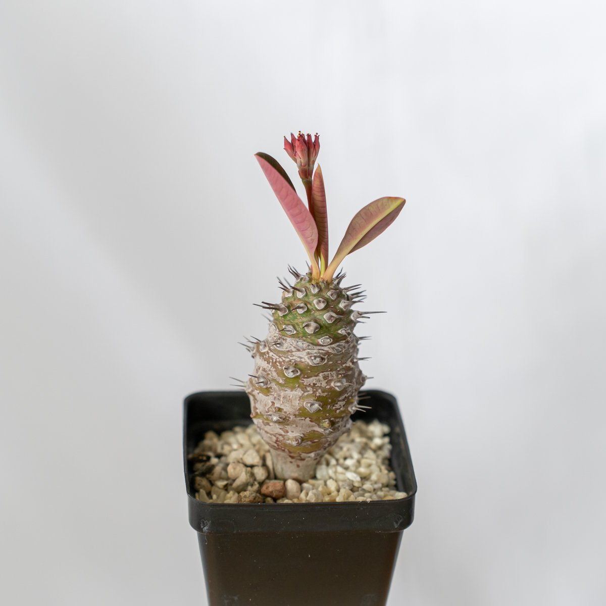 ユーフォルビア パキポディオイデス 美株 Euphorbia pachypodioides 多