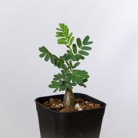センナ メリディオナリス 実生 Senna Meridionalis 灌木コーデックス 塊根植物 多肉植物 珍奇植物 静岡 ANTIDOTE 通販 S1493