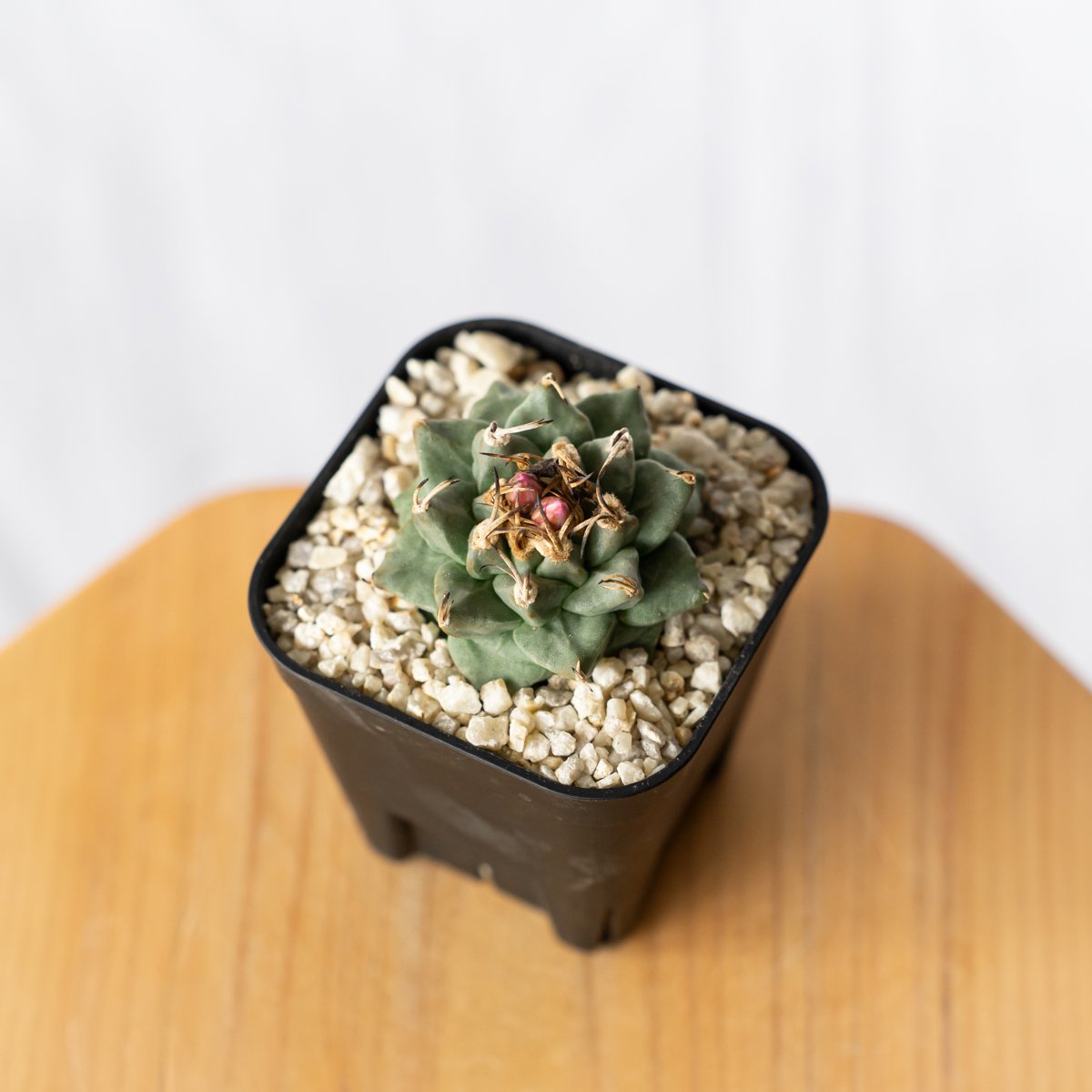 ツルビニカルプス アロンソイ 実生 Turbinicarpus alonsoi サボテン