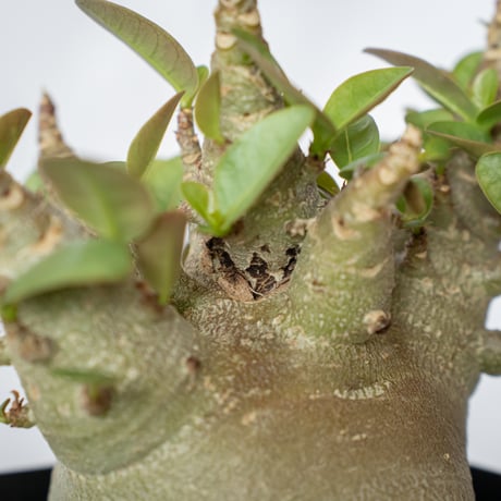 アデニウム アラビカム ブラックスキン 傷有り Adenium Arabicum Black Skin 塊根植物 コーデックス 珍奇植物 多肉植物 静岡 ANTIDOTE 通販 S515